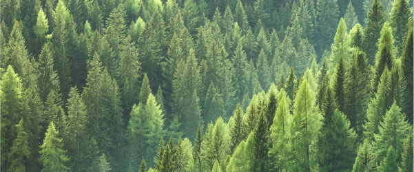 Adopt environmental practices